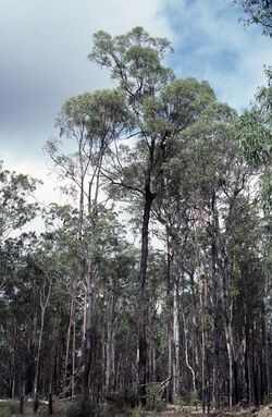 Eucalyptus taurina.jpg