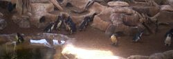 Fairy-Penguins-at-Sea-World-2.jpg