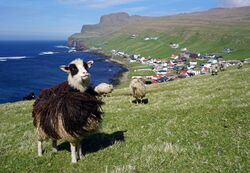 Faroese sheep Sumba 1.jpg