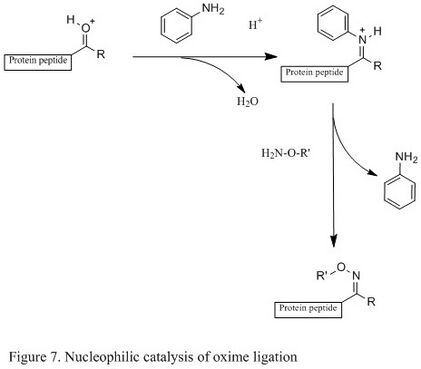 Figure 7. Nucleophilic catalysis of oxime ligation.jpg