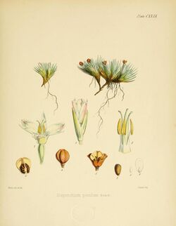 Flora Antarctica Plate CXXIX.jpg