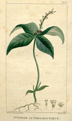 Flore médicale des Antilles, ou, Traité des plantes usuelles (9916949753).jpg