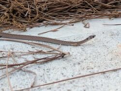 Florida brown snake.jpg