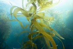 Giant Kelp.jpg