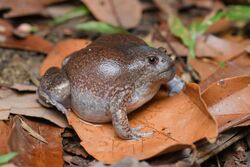 Glyphoglossus molossus, Blunt-headed burrowing frog - Mueang Loei District, Loei Province (47097003944).jpg
