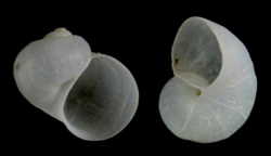 Granigyra pruinosa (10.5852-ejt.2021.785.1605) Figure 15 (cropped).png