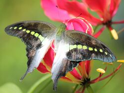 Graphium codrus.JPG