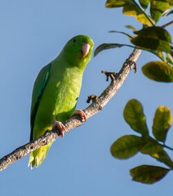 Green-rumped parrotlet.jpg