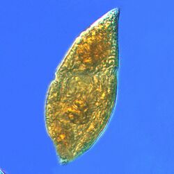 Gyrodinium dinoflagellate.jpg