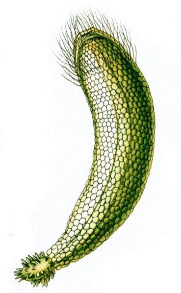 File:Haeckel Neomeris annulata.JPG