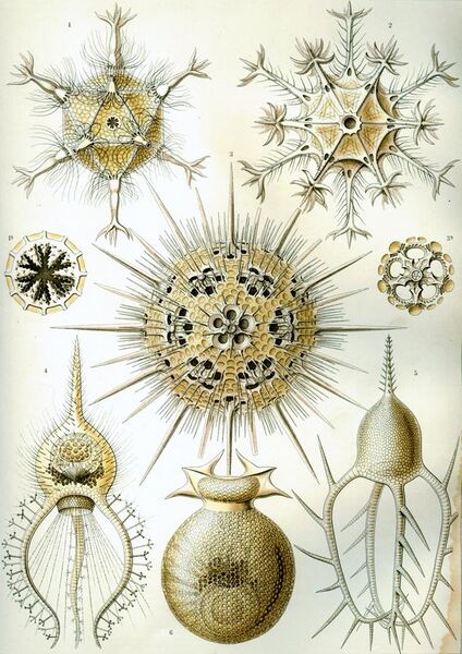 File:Haeckel Phaeodaria 1.jpg
