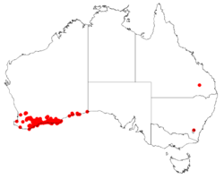 Hakea nitida DistMap.png