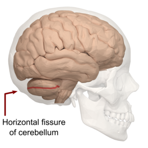 Horizontal fissure of cerebellum - text.png