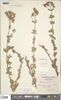 Hypericum pubescens x tomentosum (NHS).jpg