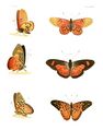Illustrations of Exotic Entomology III 28.jpg