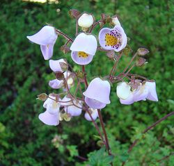 Jovellana violacea (8425622546).jpg