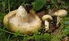 Lactarius tuomikoskii 73818.jpg