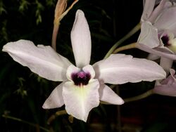 Laelia rubescens Orchi 038.jpg