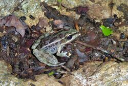 Lithobates brownorum.jpg