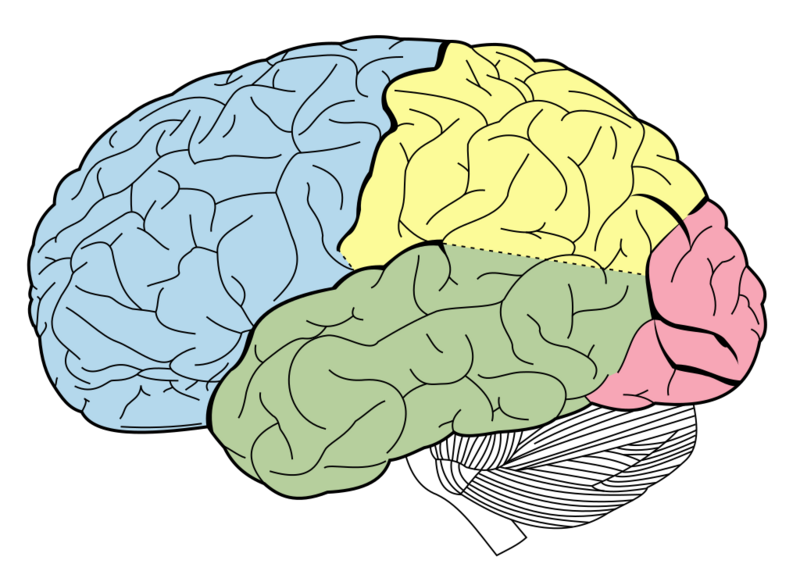 File:Lobes of the brain NL.svg