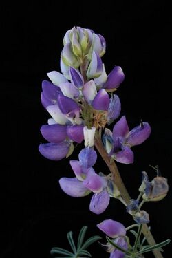 Lupinus variicolor (varied lupine).JPG