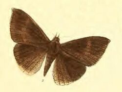 Lygniodes vampyurs Male.jpg