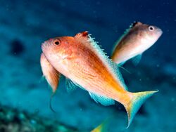 Lyretail hawkfish (Cyprinocirrhites polyactis) (42826229994).jpg