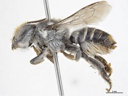 Megachile chrysopyga f.jpg