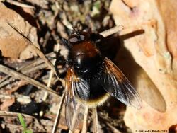 Mesembrina mystacea 02.JPG