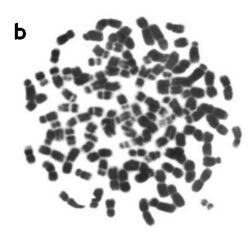 Metaphase spread of the Viscacha rat (Tympanoctomys barrerae).jpg