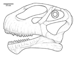 Mierasaurus Skull.png