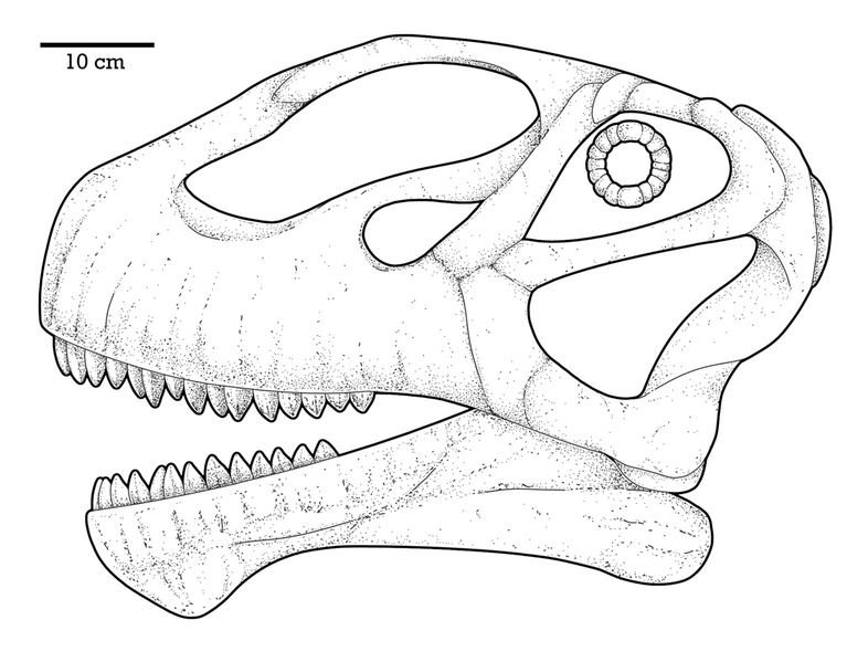 File:Mierasaurus Skull.png