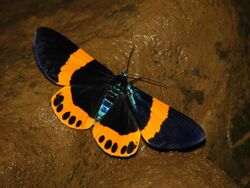 Milionia basalis Day flying Moth from Namdapha Tiger Reserve, Arunachal Pradesh.jpg