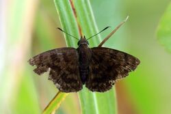 Morning glory tufted-skipper (Pellicia dimidiata) To.jpg