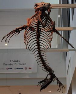 Mosasaurus conodon.jpg