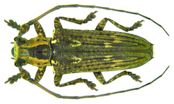 Mulciber undulatoides Breuning 1940 female (7067084095).png