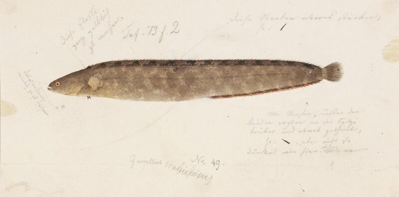 File:Naturalis Biodiversity Center - RMNH.ART.234 - Enedrias nebulosus (Temminck and Schlegel) - Kawahara Keiga - 1823 - 1829 - Siebold Collection - pencil drawing - water colour.jpeg