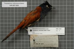 Naturalis Biodiversity Center - RMNH.AVES.92587 1 - Terpsiphone rufocinerea batesi Chapin, 1921 - Monarchidae - bird skin specimen.jpeg