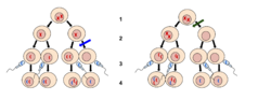 Nondisjunction Diagrams.svg