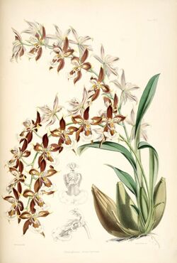Odontoglossum luteopurpureum - pl. 17 - Bateman - Monogr.Odont.jpg