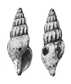 Oenopota pyramidalis 001.jpg