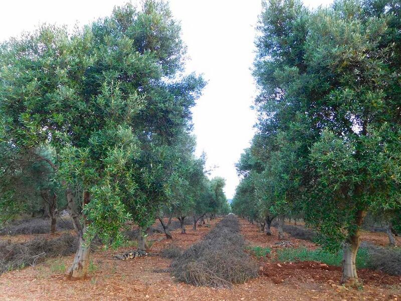 File:Olive Grove prunings in neat rows. Ostuni, Puglia.jpg
