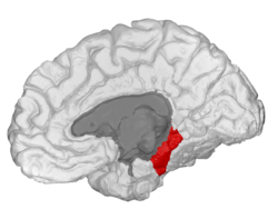 Parahippocampal - DK ATLAS.png