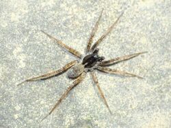 Pardosa moesta mosbo6.jpg