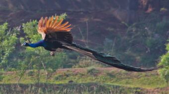 Photograph of a flying peacock