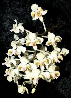 Phalaenopsis celebensis Orchi 130.jpg