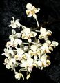 Phalaenopsis celebensis Orchi 130.jpg