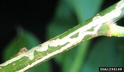 Phyllocnistis saligna damage.jpg