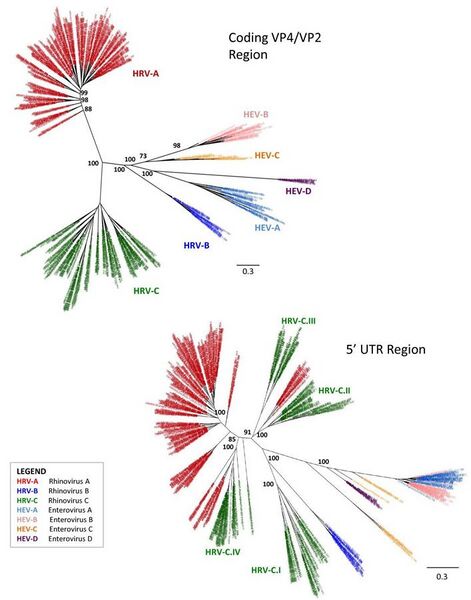 File:Phylogenetic analyses of HRV and HEV.jpg