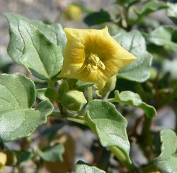 Physalis crassifolia 6.jpg